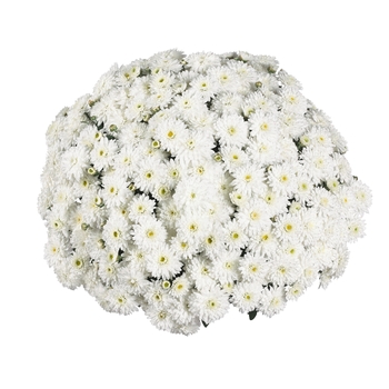 Chrysanthemum x morifolium 'Daybreak Pure White' 