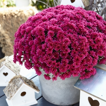 Chrysanthemum x morifolium 'Daybreak Purple' 