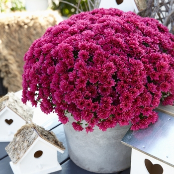 Chrysanthemum x morifolium 'Daybreak Purple'