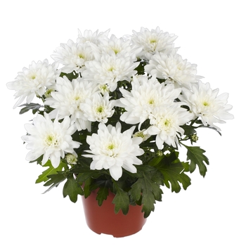 Chrysanthemum indicum 'Chrystal Blanche'