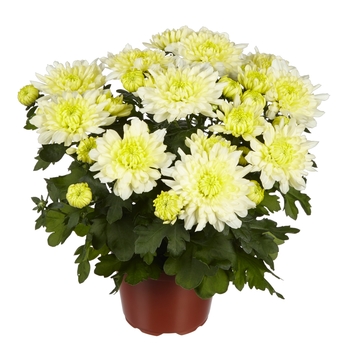 Chrysanthemum indicum 'Chrystal Ice Cream'