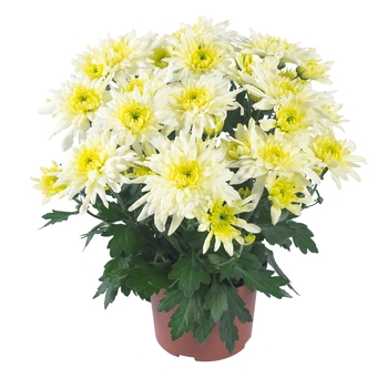 Chrysanthemum indicum 'Chrystal Lemon' 