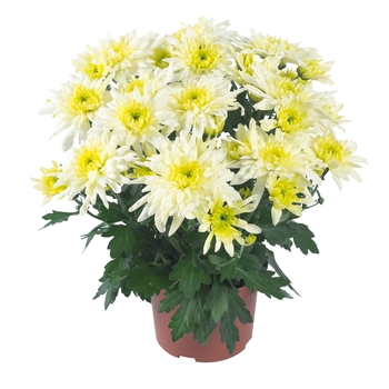 Chrysanthemum indicum 'Chrystal Lemon'