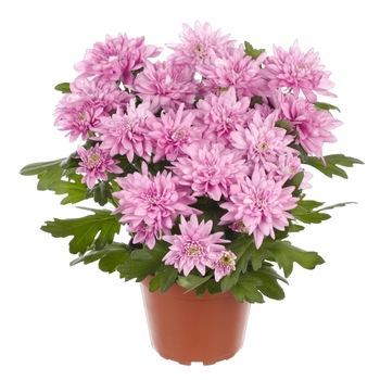 Chrysanthemum indicum 'Chrystal Lovely' 
