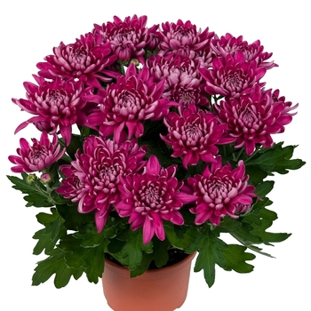 Chrysanthemum indicum 'Chrystal Misty Purple'