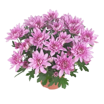 Chrysanthemum indicum 'Chrystal Pink'