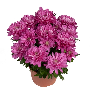 Chrysanthemum indicum 'Chrystal Pink Charm'