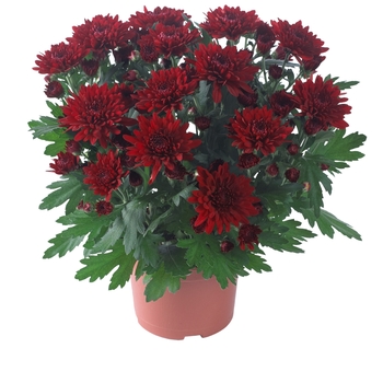 Chrysanthemum indicum 'Chrystal Red'