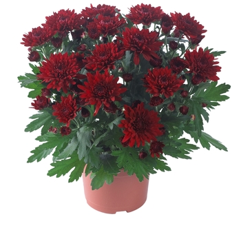 Chrysanthemum indicum 'Chrystal Red' 