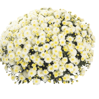 Chrysanthemum x morifolium 'Eventide Cream White' 
