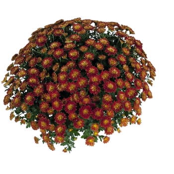 Chrysanthemum x morifolium 'Eventide Dark Bronze'