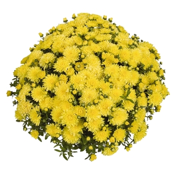 Chrysanthemum x morifolium 'Eventide Lemon' 