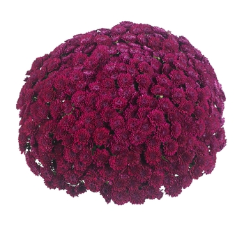 Chrysanthemum x morifolium 'Eventide Purple' 