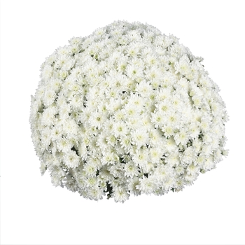 Chrysanthemum x morifolium 'Eventide White' 