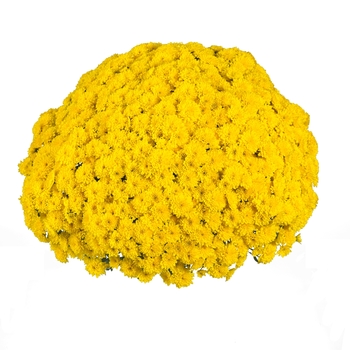 Chrysanthemum x morifolium 'Eventide Yellow' 