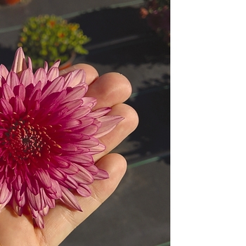 Chrysanthemum x morifolium Magnum 'Pink'