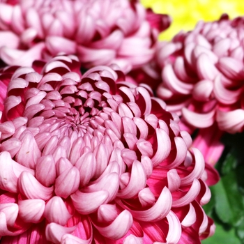 Chrysanthemum indicum 'Cosmo Purple'