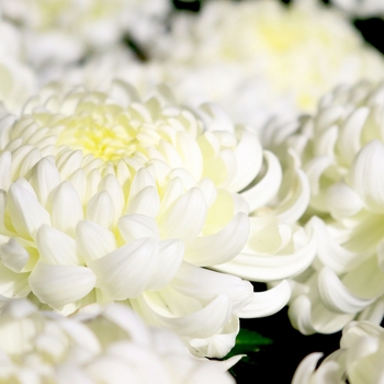 Chrysanthemum indicum 'Cosmo White' 