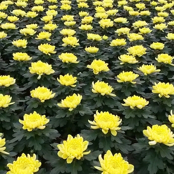 Chrysanthemum indicum 'Cosmo Yellow' 