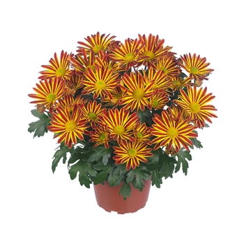 Chrysanthemum indicum 'Rainbow Vulcano'