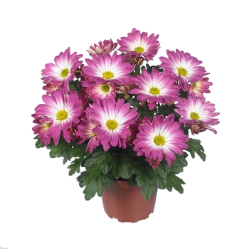 Chrysanthemum indicum 'Rainbow Pink Secret' 