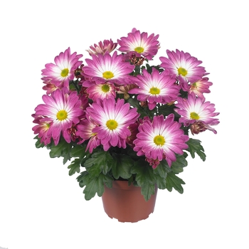 Chrysanthemum indicum 'Rainbow Pink Secret'