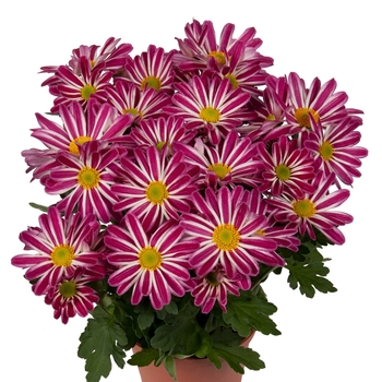 Chrysanthemum indicum 'Rainbow Twist' 