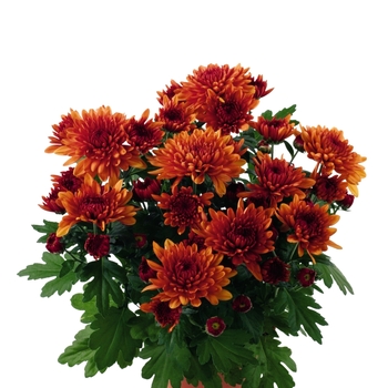 Chrysanthemum indicum 'Santa Birgitta'