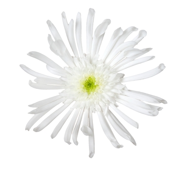 Chrysanthemum indicum 'Splash Icestar' 