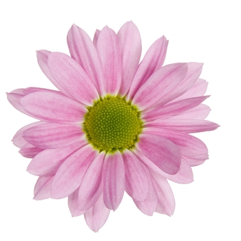 Chrysanthemum indicum 'Swifty Light Pink'