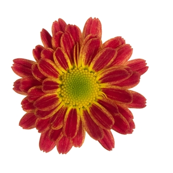 Chrysanthemum indicum 'Swifty Orange Bicolor' 