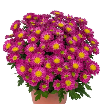 Chrysanthemum indicum 'Swifty Pink'