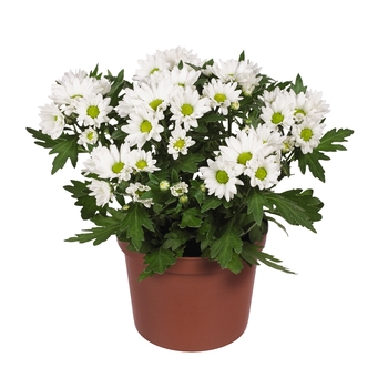 Chrysanthemum indicum 'Swifty White' 