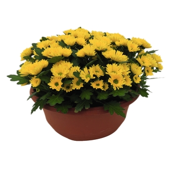 Chrysanthemum indicum 'Swifty Yellow'