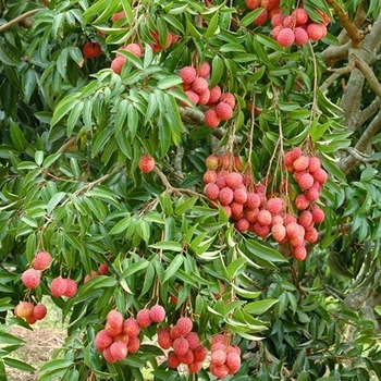 Litchi chinensis 'Emperor' 