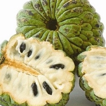 Annona squamosa