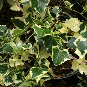 Senecio macroglossus 'Variegatus' 