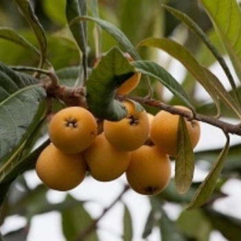 Eriobotrya japonica 'Oliver' 