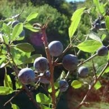 Prunus myrtifolia