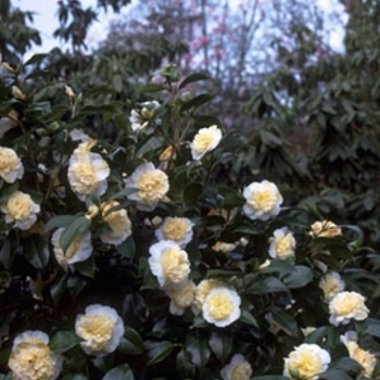 Camellia x williamsii 'Jury's Yellow' 