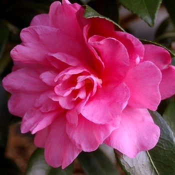 Camellia 'William Lanier Hunt' 