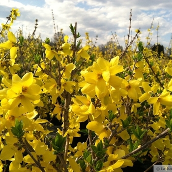 Forsythia x intermedia 'Beatrix Farrand' 