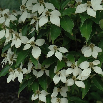 Cornus kousa var. angustata