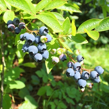 Vaccinium ashei 'Brightwell' 
