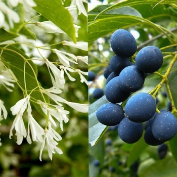 Chionanthus retusus 'Arnold's Pride' 