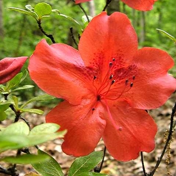 Rhododendron Satsuki Hybrid 'Amagasa' 