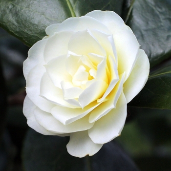 Camellia 'Buttermint' 