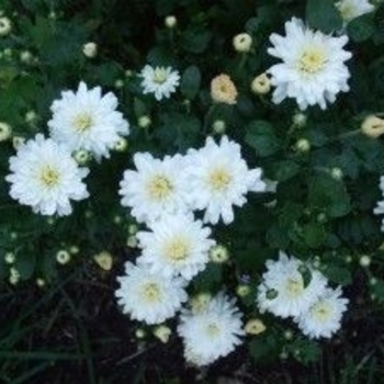 Dendranthema 'Frosty Igloo' 