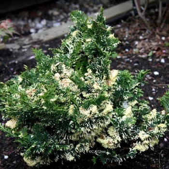 Chamaecyparis obtusa 'Snowkist' 