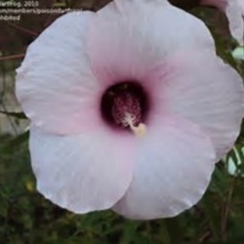 Hibiscus laevis